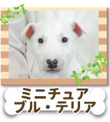 �ߥ˥��奢���֥롦�ƥꥢ