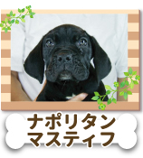 �ʥݥ꥿�󡦥ޥ��ƥ���