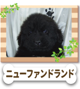 �˥塼�ե���ɥ���