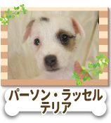 �ѡ����󡦥�å��롦�ƥꥢ