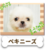 �ڥ��ˡ���