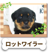 ���åȥ磻�顼