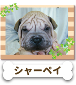 ���㡼�ڥ�