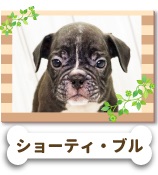 ���硼�ƥ����֥�