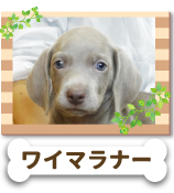 �磻�ޥ�ʡ�