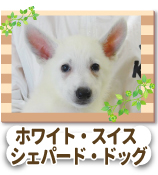 �ۥ磻�ȡ��������������ѡ��ɡ��ɥå�