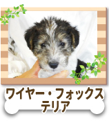 �磻�䡼���ե��å������ƥꥢ