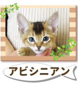 ���ӥ��˥���