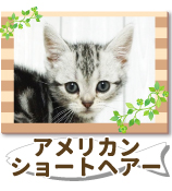 ����ꥫ�󡦥��硼�ȥإ���