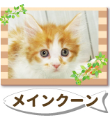 �ᥤ�󡦥�����