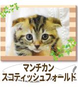 �ޥ�����󡦥����ƥ��å���ե������