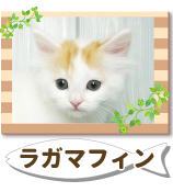 �饬�ޥե���