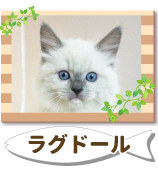�饰�ɡ���