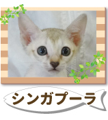 ���󥬥ס���