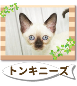 �ȥ󥭥ˡ���