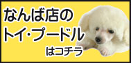 なんば店のトイ・プードルはコチラ