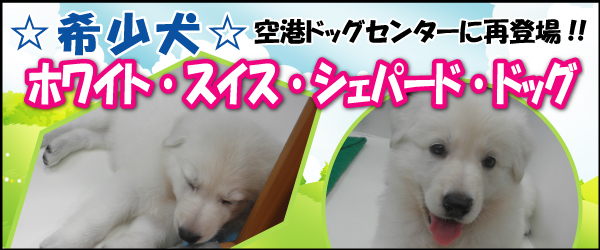 �ۥ磻�Ȏ��������������ѡ��ɡ��ɥå�